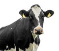 Cow on a white background isolated Royalty Free Stock Photo