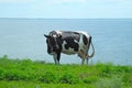 Cow with white and black spots close up.