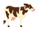 Cow. White cow with brown spots. Hoofed horned pet. Royalty Free Stock Photo