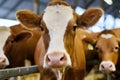 A cow with a white face and brown body stands in a stable with two other cows Royalty Free Stock Photo