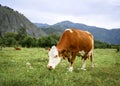 A cow with a white face grazes in a meadow in the mountains Royalty Free Stock Photo