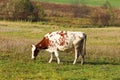 The cow of white-red suit is grazing alone on a green meadow. Juicy grass in the pasture. Growing dairy cattle. Fresh and healthy Royalty Free Stock Photo
