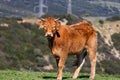 Cow in the wild Andalusia Royalty Free Stock Photo