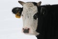 Cow in the winter
