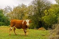 Cow, on a winter day. Adir mountain, Upper Galilee