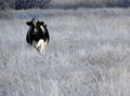 Cow in Winter Field