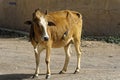 Cow wondering at village Orchha