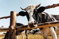 A cow in a wooden pen looks curiously at the camera. Close-up Royalty Free Stock Photo