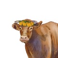 Cow with a wreath of dandelions isolated on a white background. Watercolor illustration of a farm animal. Realistic cute domestic