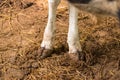 Cow& x27;s foot.Cow& x27;s legs in the cow stall Royalty Free Stock Photo