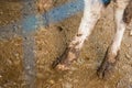 Cow& x27;s foot.Cow& x27;s legs in the cow stall Royalty Free Stock Photo