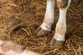 Cow& x27;s foot.Cow& x27;s legs in the cow stall Royalty Free Stock Photo