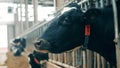 Cow's neb filmed in a close up while chewing hay