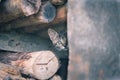 wild cat watching Royalty Free Stock Photo