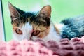 Incredulous cat hid behind back of sofa.