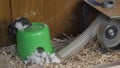 Cowardly Hamster Jumps from a Small Height to Sawdust