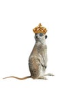 Cowardly meerkat standing royal crown isolated on a white Royalty Free Stock Photo