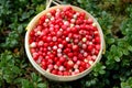 Cowberries Royalty Free Stock Photo