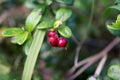 Cowberries in the Altai forest Royalty Free Stock Photo