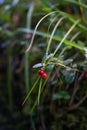 Cowberries in the Altai forest Royalty Free Stock Photo