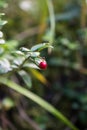 Cowberries in the Altai forest Royalty Free Stock Photo