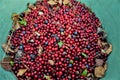 Cowberries and bilberries in green bucket with small green and yellow leaves and acerose. Top view. Daylight.