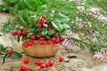 Cowberries and common heather flowers on rustic surface Royalty Free Stock Photo