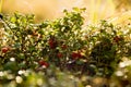 Cowberries at daybreak