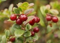 Cowberries shrub Royalty Free Stock Photo