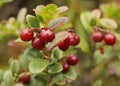 Cowberries shrub