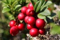 Cowberries (Vaccinium vitis-idaea)