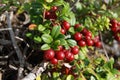 Cowberry Royalty Free Stock Photo