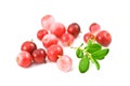 Cowberry