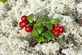 Cowberry Royalty Free Stock Photo