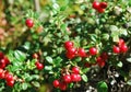 Cowberry Royalty Free Stock Photo