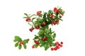 Cowberry Royalty Free Stock Photo