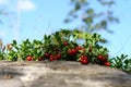 Cowberry Royalty Free Stock Photo