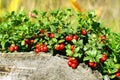 Cowberry Royalty Free Stock Photo