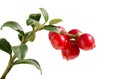 Cowberry on a branch.