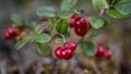 Cowberry bush close up on Moss Reindeer surface top view