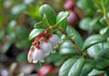 Cowberry bush with flowers