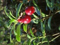 Cowberry with drops Royalty Free Stock Photo