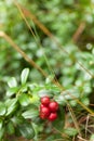 Cowberry flora, forest lingonberry, autumn antioxidant food. Copy space for text