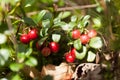 Cowberry flora, forest lingonberry, autumn antioxidant food