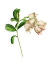 Cowberry flower watercolour