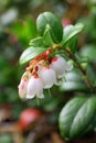 Cowberry flowers