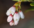 Cowberry flowers