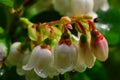 Cowberry flowers in the morning dew in the sunlight of summer