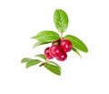 Cowberry foxberry, lingonberry with leaves