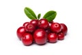 Cowberry (foxberry,lingonberry) Royalty Free Stock Photo